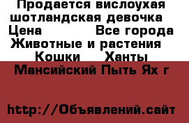 Продается вислоухая шотландская девочка › Цена ­ 8 500 - Все города Животные и растения » Кошки   . Ханты-Мансийский,Пыть-Ях г.